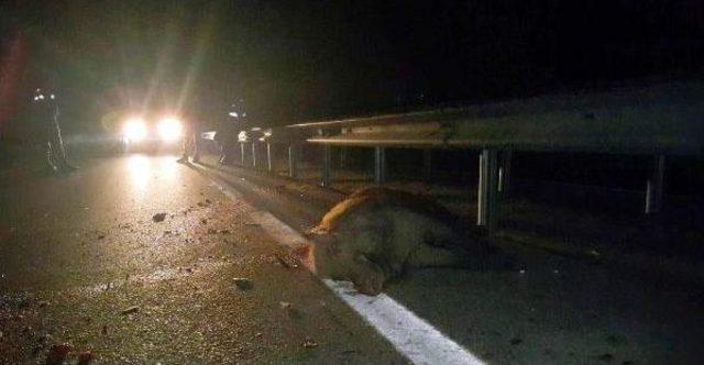 Domuza Çarpan Otomobildeki 2 Kişi Yaralandı