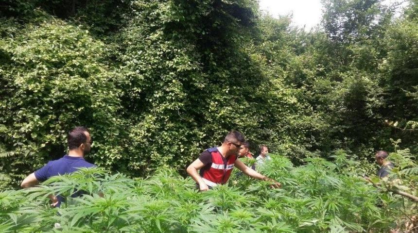 İzmit&rsquo;te 3 Bin 200 K&ouml;k Hint Keneviri Ele Ge&ccedil;irildi