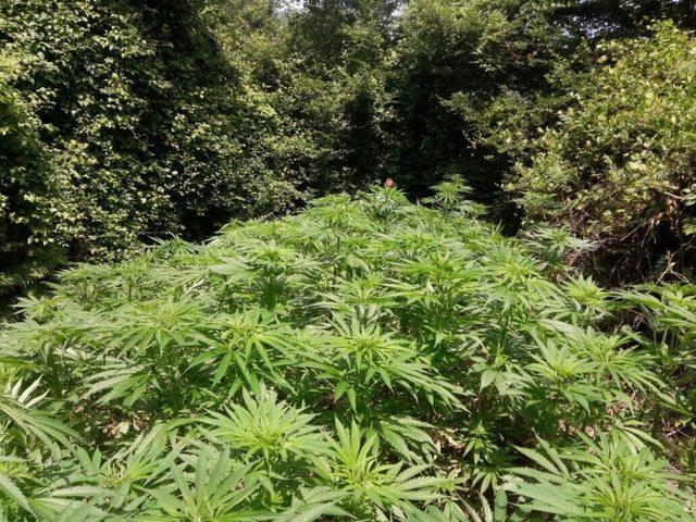 İzmit&rsquo;te 3 Bin 200 K&ouml;k Hint Keneviri Ele Ge&ccedil;irildi 1