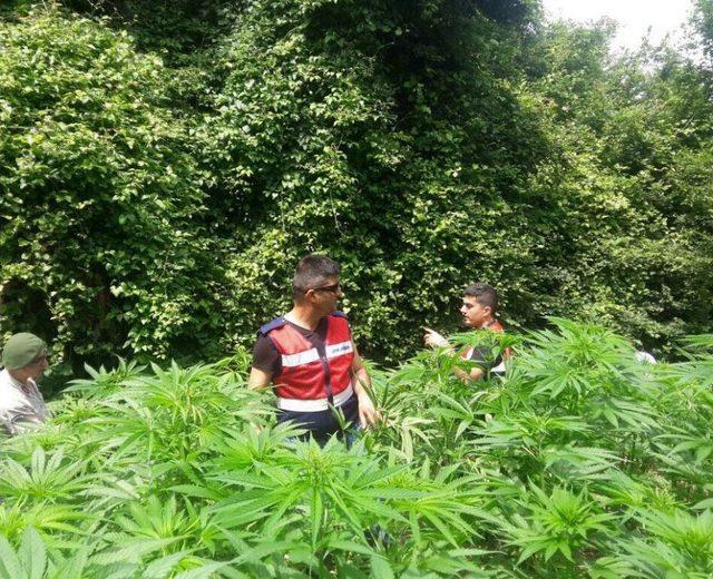 İzmit&rsquo;te 3 Bin 200 K&ouml;k Hint Keneviri Ele Ge&ccedil;irildi 2