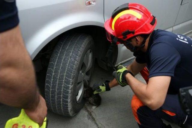 Şişli'de Araç Altına Sıkışan Kedi Itfaiye Tarafından Kurtarıldı