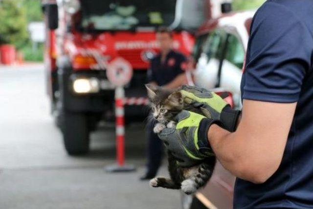 Şişli'de Araç Altına Sıkışan Kedi Itfaiye Tarafından Kurtarıldı