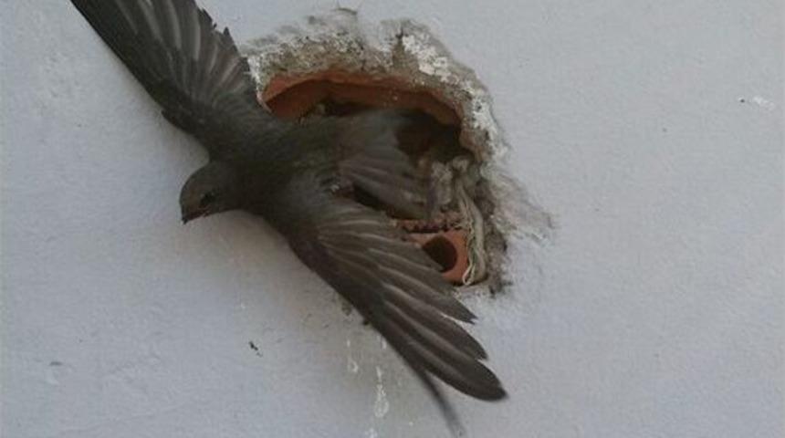 Duvar Deliğine Sıkışan Kırlangıcı İtfaiye Kurtardı