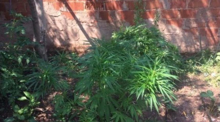 Bah&ccedil;ede Sebze Yerine Kenevir Yetiştirmiş