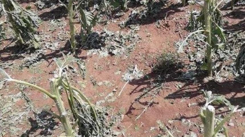 Edirne&rsquo;de Ekili Alanlar Doludan Zarar G&ouml;rd&uuml;