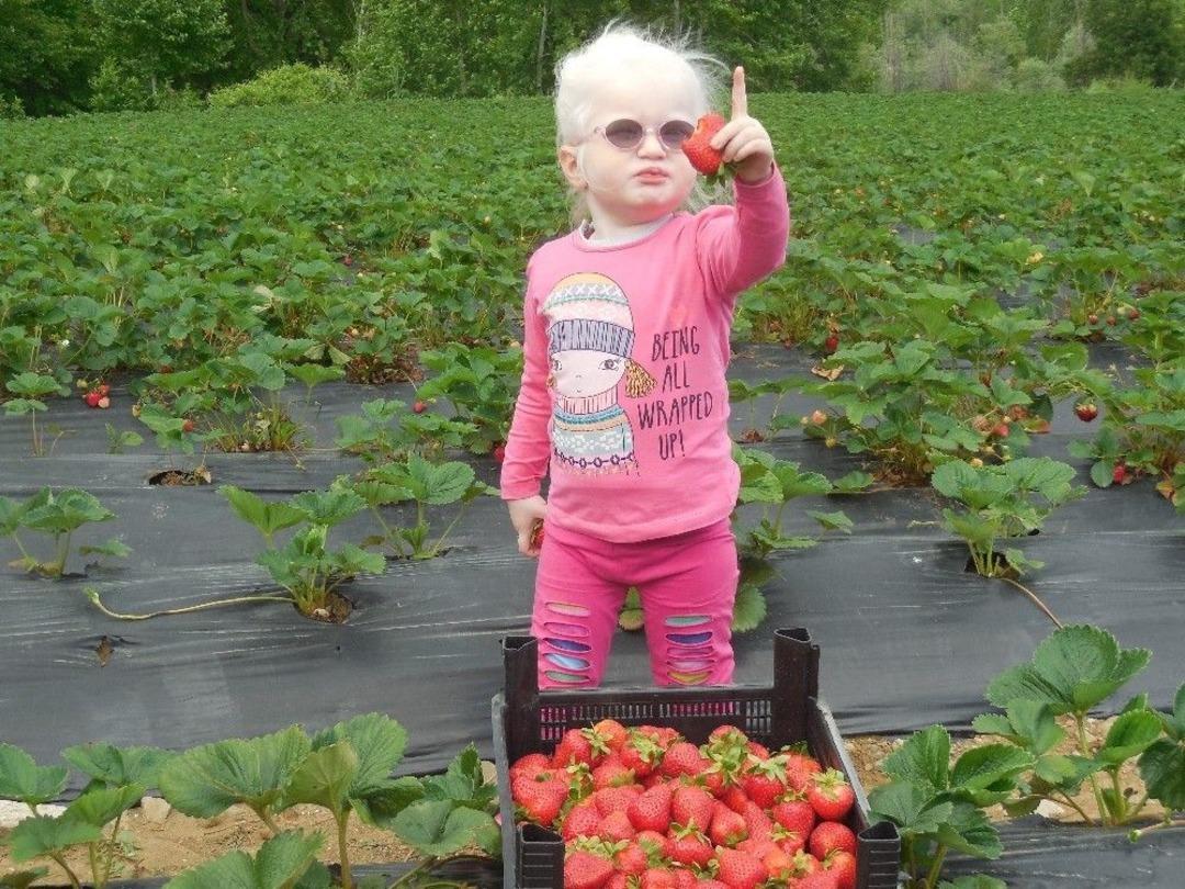 &Ccedil;ilek, &Ccedil;ift&ccedil;inin Tatlı Gelir Kapısı Oldu