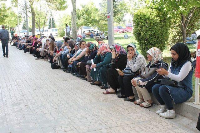 Elazığ’da Lys Heyecanı