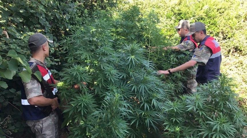 Hatay’da 80 Kök Hint Keneviri Ele Geçirildi