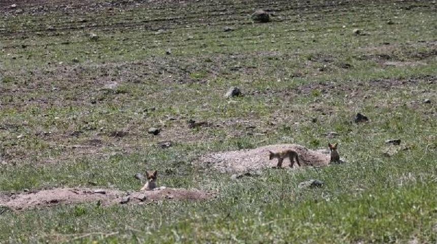 Kızıl Tilki Ailesi Yuva Değiştiriyor