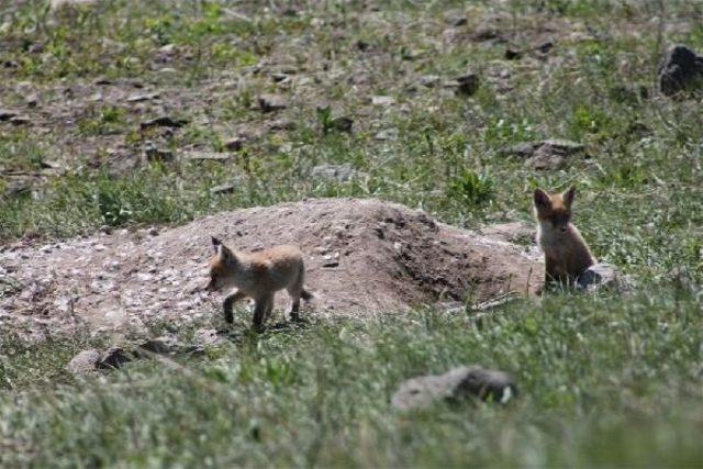 Kızıl Tilki Ailesi Yuva Değiştiriyor 1