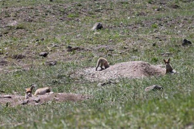 Kızıl Tilki Ailesi Yuva Değiştiriyor 2