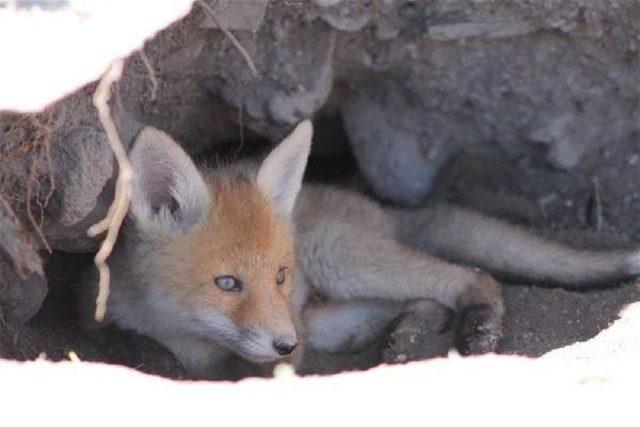 Kızıl Tilki Ailesi Yuva Değiştiriyor 3