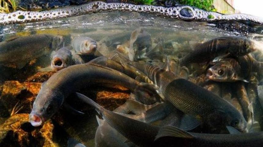 U&ccedil;an Balıklar Yeni Bir Tehlikeyle Karşı Karşıya