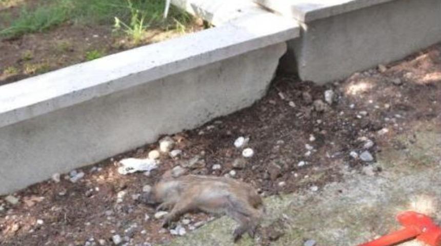 İki Mezar Arasına Sıkışan Yavru Domuz Telef Oldu