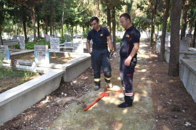 İki Mezar Arasına Sıkışan Yavru Domuz Telef Oldu