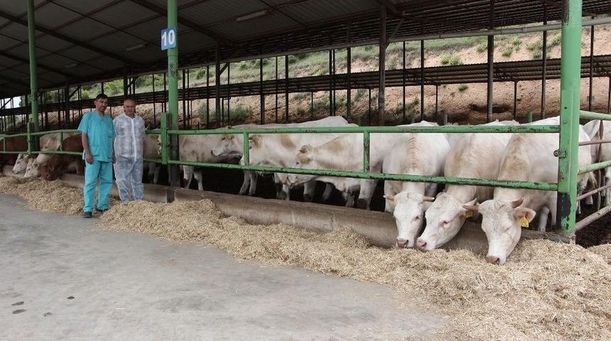 Et&ccedil;i Irka 10 Milyon Dolarlık Yatırım