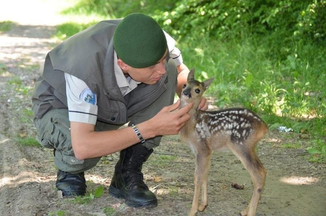 K&uuml;re Dağları&rsquo;nda Yaban Hayatı Kamerayla G&ouml;r&uuml;nt&uuml;leniyor