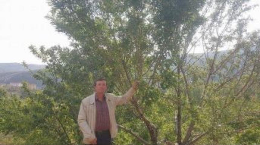 Şaphane&rsquo;de Kayısı, Badem Ve Armut Bereketi