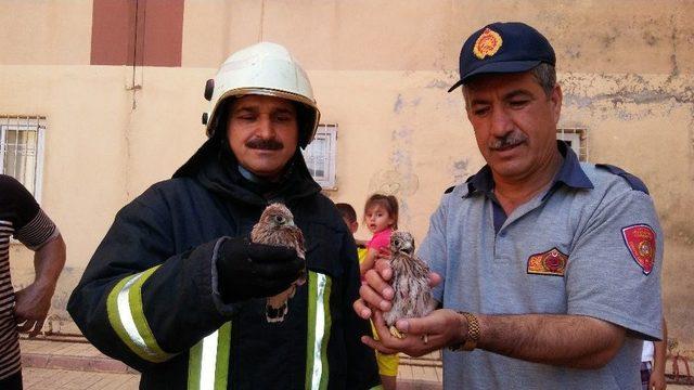 Mahsur Kalan Kuş Yavruları İçin Seferber Oldular