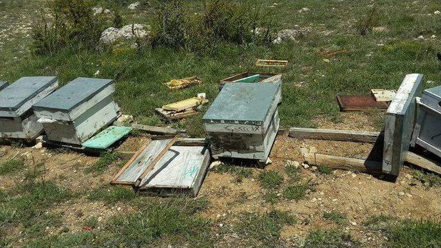 Sarıveliler’de Ayı, Arı Kovanlarına Zarar Verdi