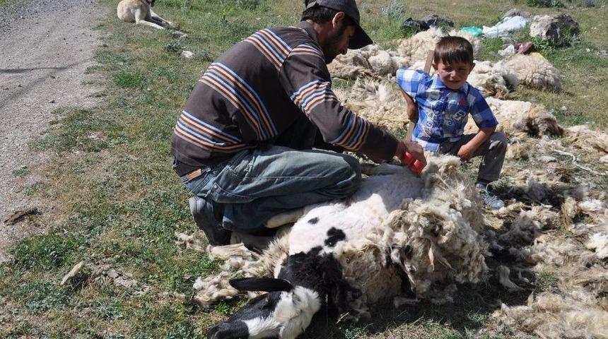 Kars&rsquo;ta Koyunlar Kırkılmaya Başladı