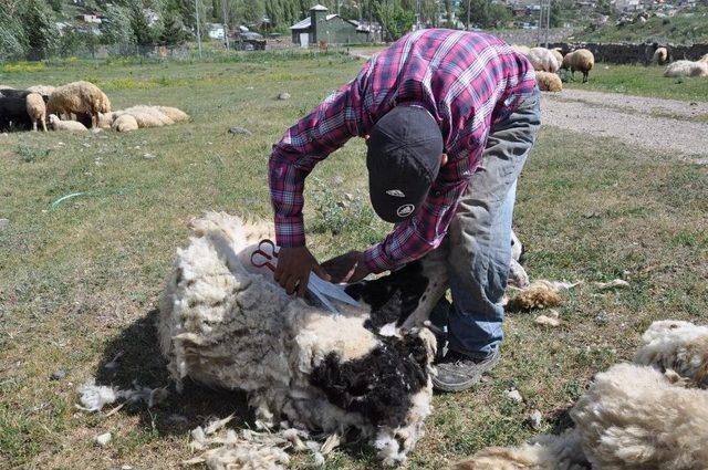 Kars’ta Koyunlar Kırkılmaya Başladı