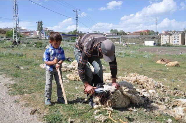 Kars’ta Koyunlar Kırkılmaya Başladı