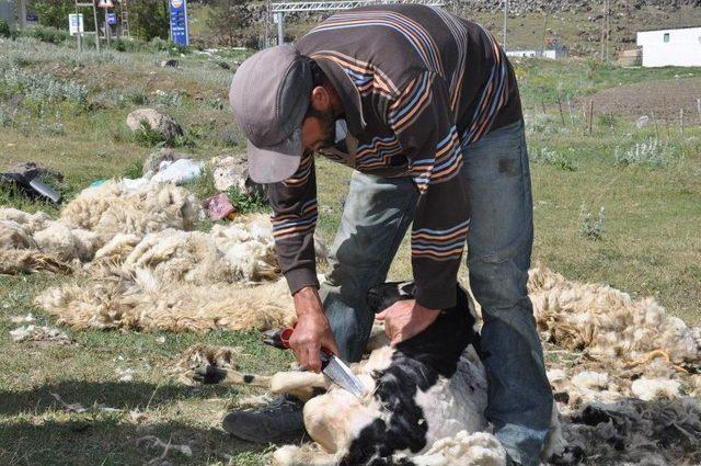 Kars’ta Koyunlar Kırkılmaya Başladı