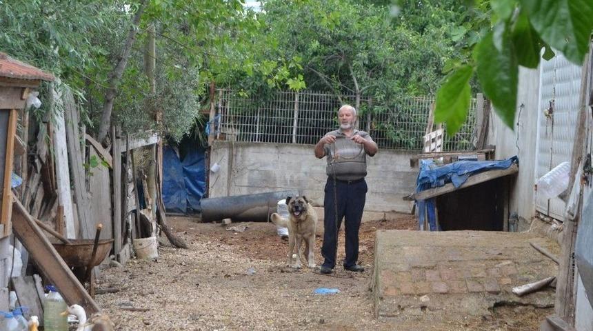 K&ouml;pek Yaşlı Kadını Kafasından Isırdı