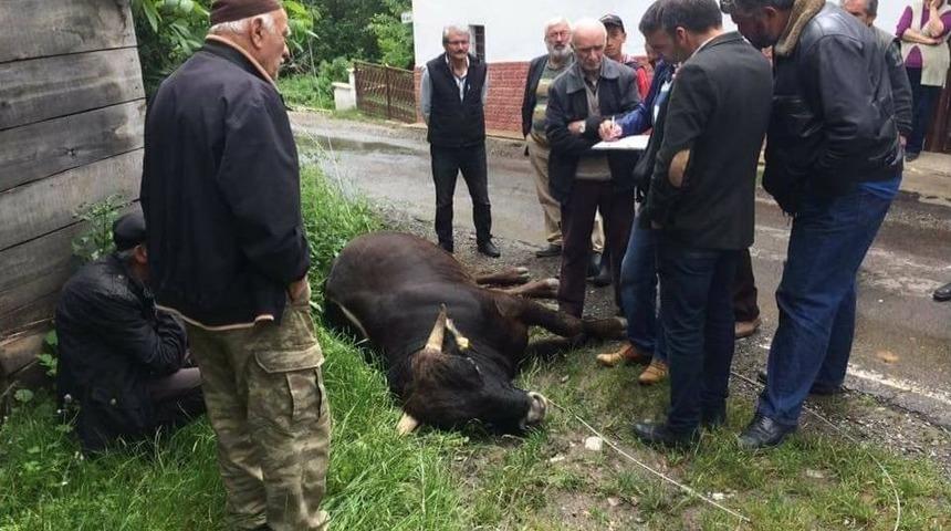 Devrilen Direk, Bir İneği Telef Etti