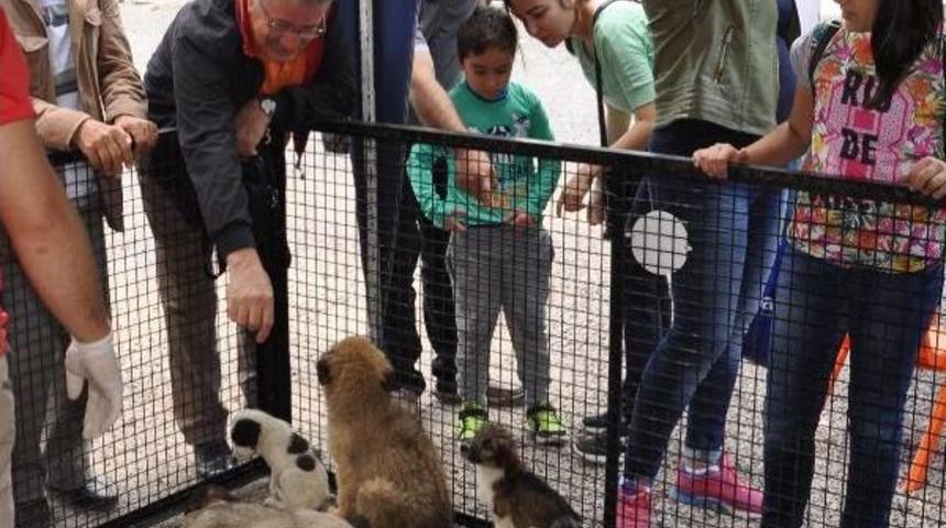 Eskişehir'de 'pati Şenliği'nde 'satın Alma Sahiplen' Etkinliği