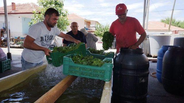 Üzüm Bağından Salamuraya