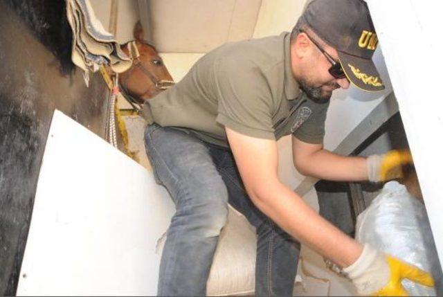 Yarış Atı Taşıyan Kamyonette 10 Kilo Esrar Ele Ge&ccedil;ti 1