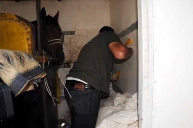 Yarış Atı Taşıyan Kamyonette 10 Kilo Esrar Ele Ge&ccedil;ti 3