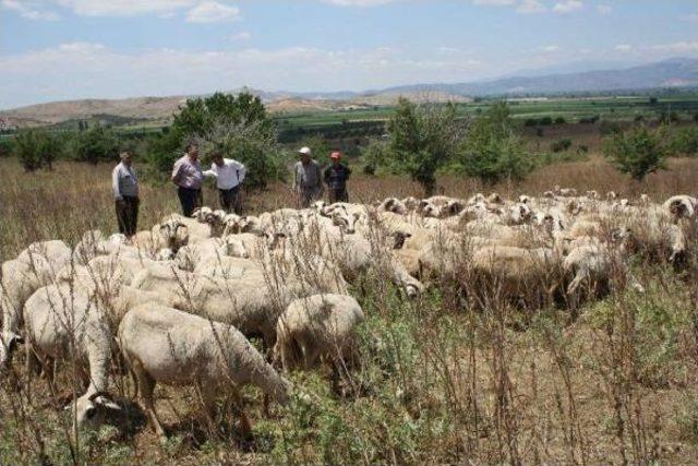 Chp'li Sındır: Zeytinciler Şimdilik Nefes Aldı, Sırada Meralar Var