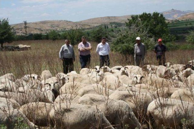 Chp'li Sındır: Zeytinciler Şimdilik Nefes Aldı, Sırada Meralar Var