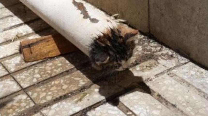 Elektrik Direğine Sıkışan Kediyi İtfaiye Kurtardı