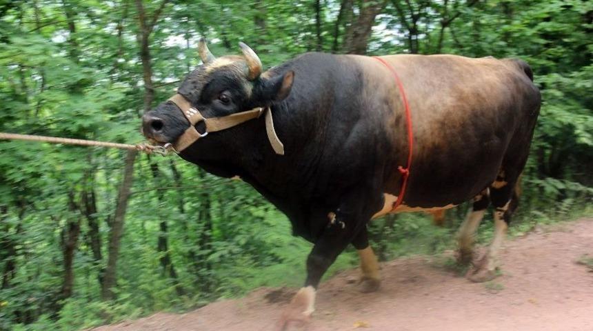 Boğalar Şampiyonlar Ligi İ&ccedil;in Kampa Girdi