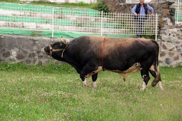 Boğalar Şampiyonlar Ligi İçin Kampa Girdi