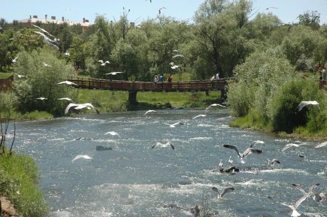 U&ccedil;an Balıkların Yolculuğuna Duyarlılık Artıyor