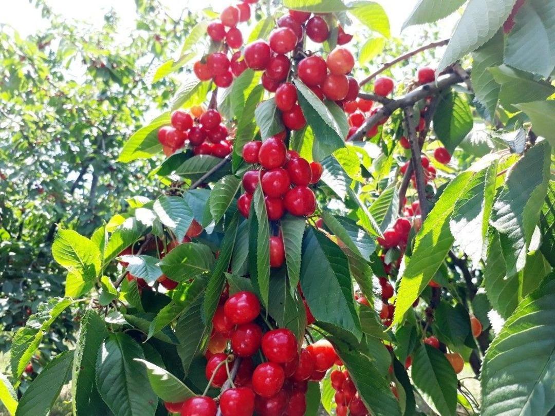 &Ccedil;ukurova&rsquo;da İhracatlık Kiraz Hasadı Başladı