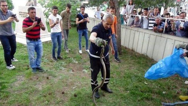 Bilim Ve Sanat Merkezinin Bah&ccedil;esinde Yılan Operasyonu 2