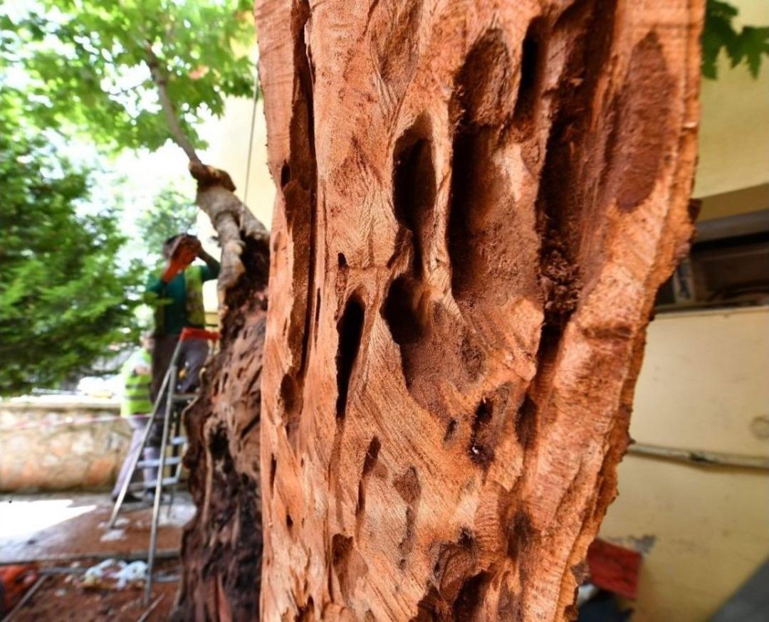 Anıt Ağa&ccedil;lara "hayat &Ouml;p&uuml;c&uuml;ğ&uuml;"