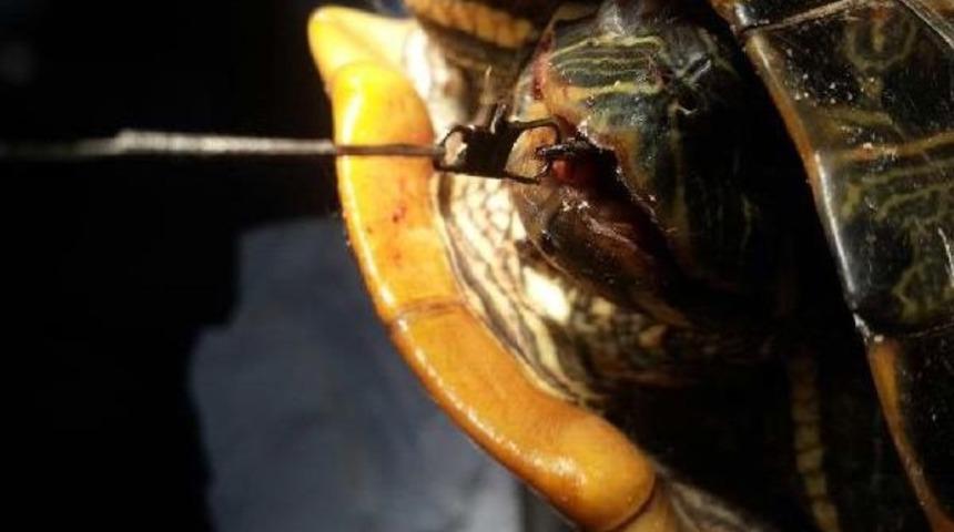 Ağzına Çapari Iğnesi Takılı Bulunan Su Kaplumbağasına Amaliyat