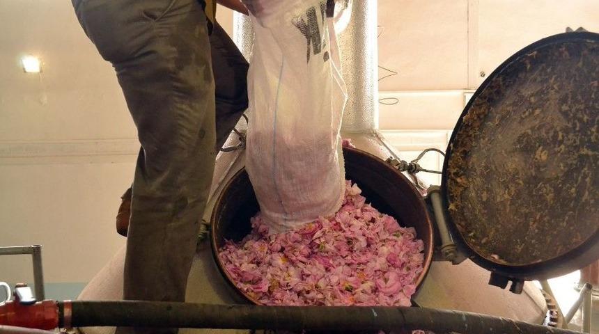 1.4 Milyon Tomurcuktan Elde Edilip, Kilosu 12 Bin Eurodan Satılıyor