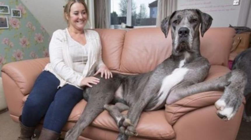 İngiltere&acute;nin en b&uuml;y&uuml;k k&ouml;peği