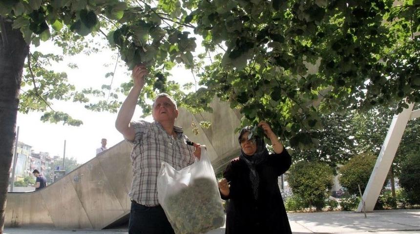 Kocaeli&rsquo;de Ihlamurlar &Ccedil;i&ccedil;ek A&ccedil;tı