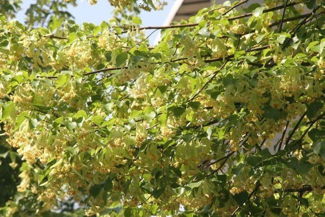 Kocaeli&rsquo;de Ihlamurlar &Ccedil;i&ccedil;ek A&ccedil;tı 1