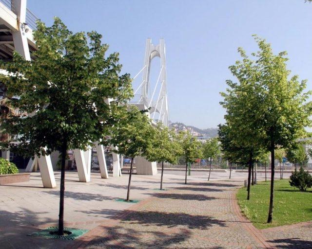 Kocaeli&rsquo;de Ihlamurlar &Ccedil;i&ccedil;ek A&ccedil;tı 2