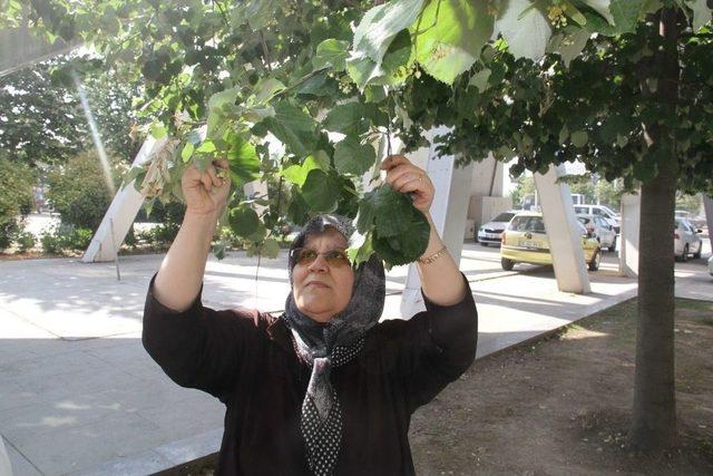 Kocaeli&rsquo;de Ihlamurlar &Ccedil;i&ccedil;ek A&ccedil;tı 3